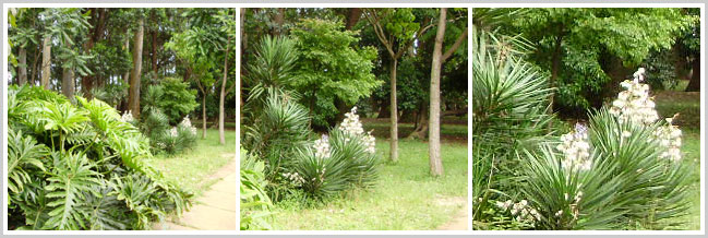 Três fotos de uma mesma cena de jardim, tiradas com diferentes comprimentos focais