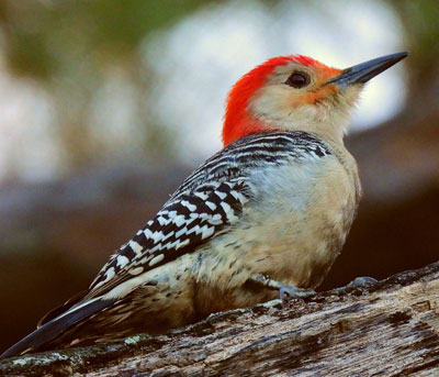 Foto de Jim Mullhaupt