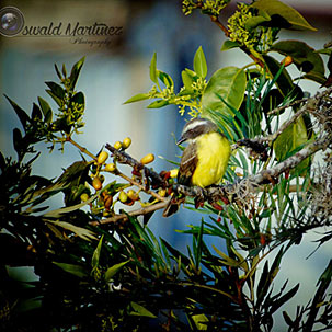 Autor: Oswald Martinez - Câmera digital Sony Cyber-shot DSC-H400 - Foto 4