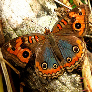 Autor: Vandi Jr. - Câmera digital Canon PowerShot A550 - Foto 4