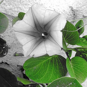 Autor: Carla Andrea Stanck Egert - Câmera digital Canon PowerShot A630- Foto 5