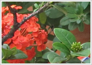 Detalhe de folhas e flores, visualização 100%, ângulo largo