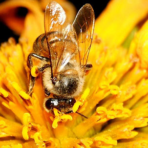 Autor: José Roberto Peruca - Câmera digital Fujifilm FinePix A500 - Foto 4