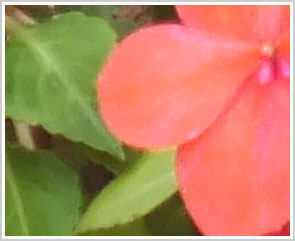 Detalhe de flor, recorte tamanho natural, foto tirada com zoom 30x