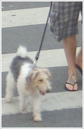 Detalhe tamanho natural, foto com zoom, cachorro ao lado de dono com chinelo e pé tatuado