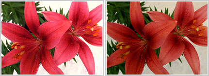 Duas foto de flor, lado-a-lado, mesmo enquadramento, uma tirada com flash e a outra sem