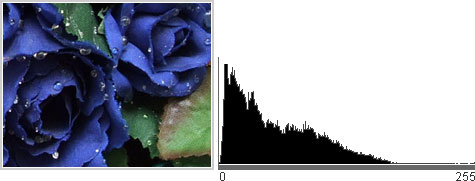 Foto de rosas azulmarinho e folhas de tecido, seu histograma à direita