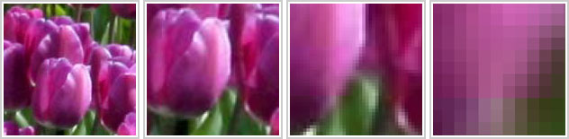 Sequência de zoom, recorte com detalhe de tulipas pink - Foto de Paul Schultz