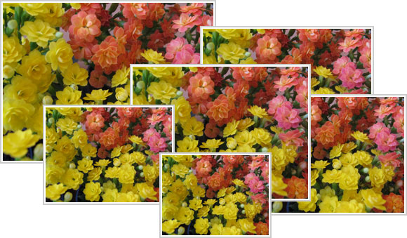 Montagem com vários tamanhos de foto com flores coloridas