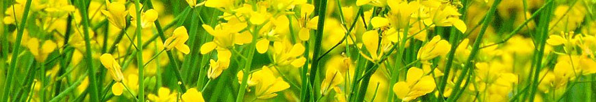 Foto de Arijit Mondal